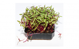 Simply Fresh Beetroot Microgreen   Box  1 pcs
